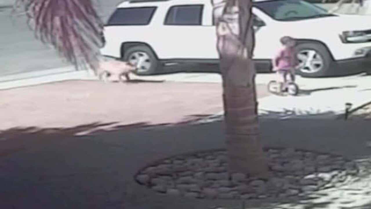 The neighbour's dog crept up behind four-year-old Jeremy Triantafilo before attacking him (Image: YouTube)