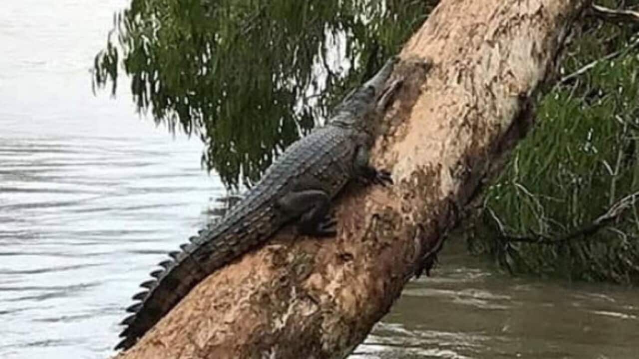 A crocodile climbing a tree to escape floodwaters.