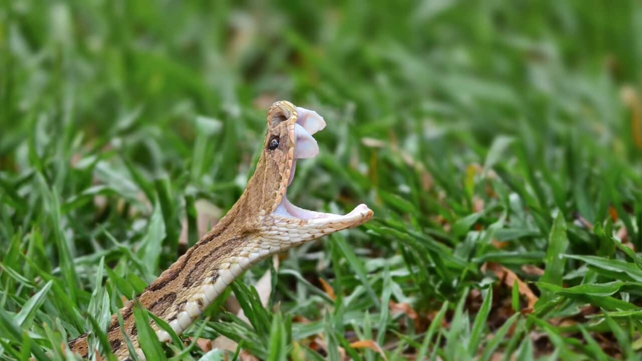 AS THE RUSSELL'S VIPER YAWNS !!