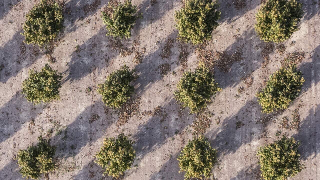 Aerial view of field of hazelnut threes, Italy