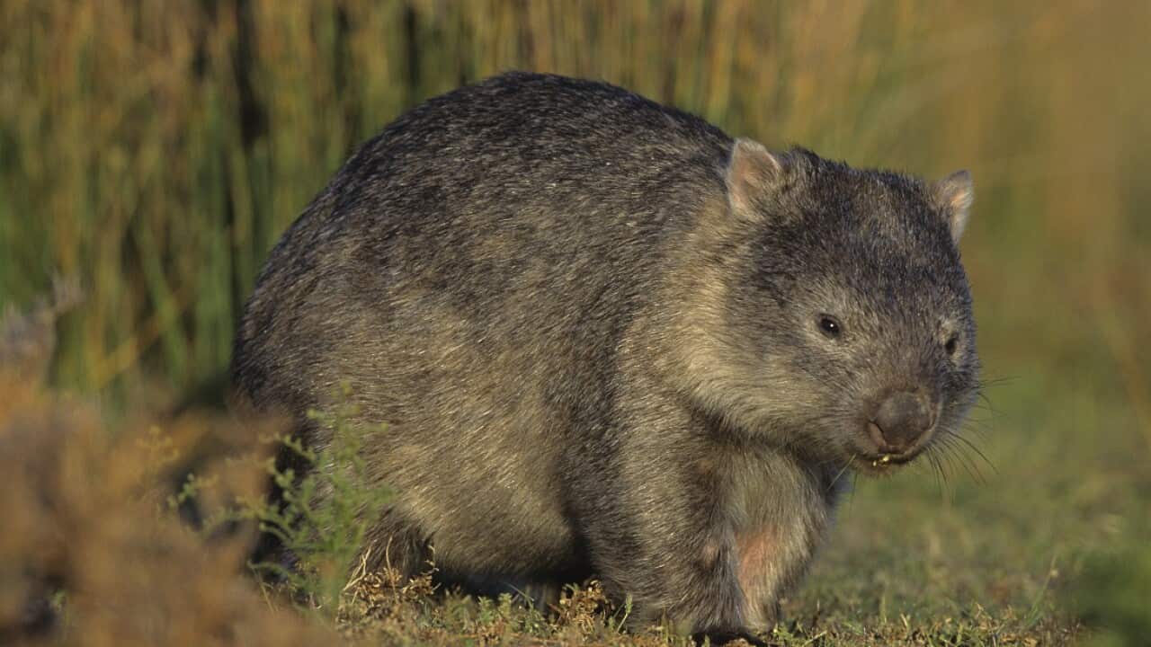 Wombat in field