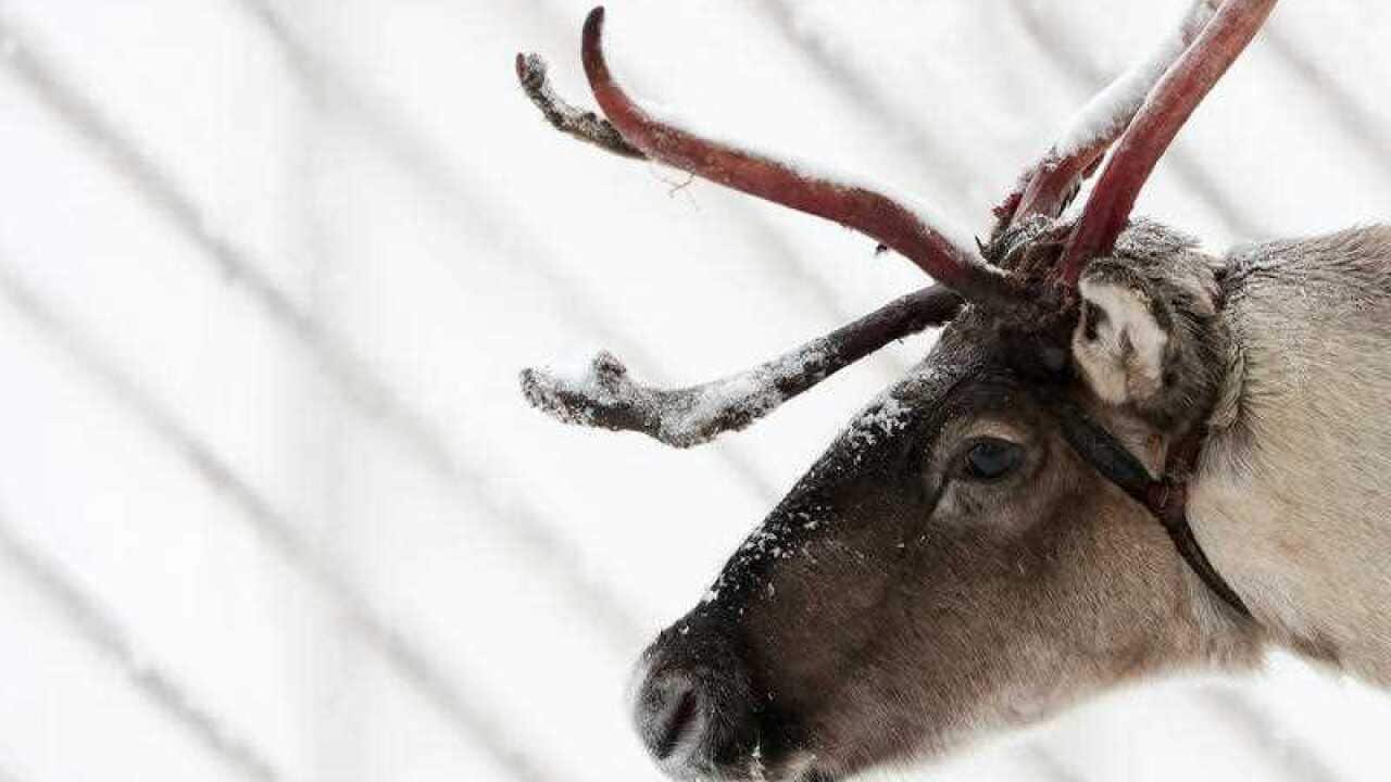 Researchers have found that reindeer cannot detect the colour red.
