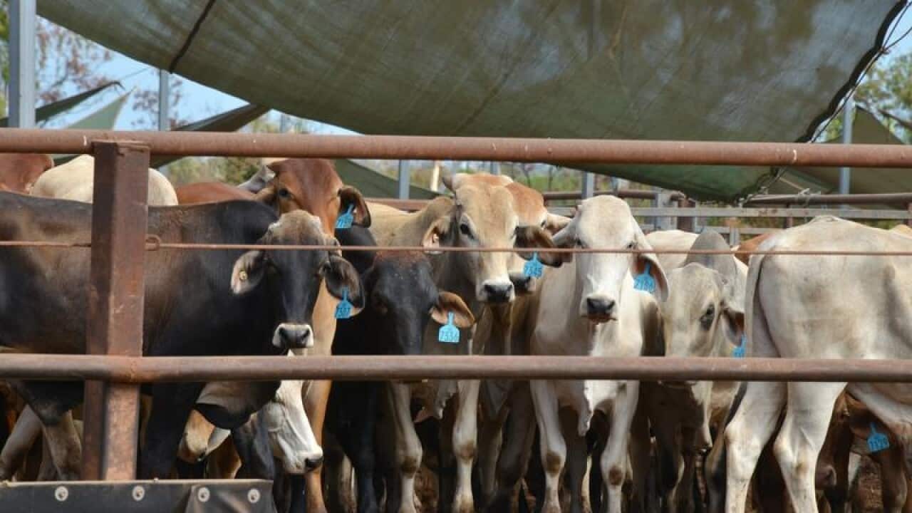 Cattle in the Berrimah export yards in Darwin