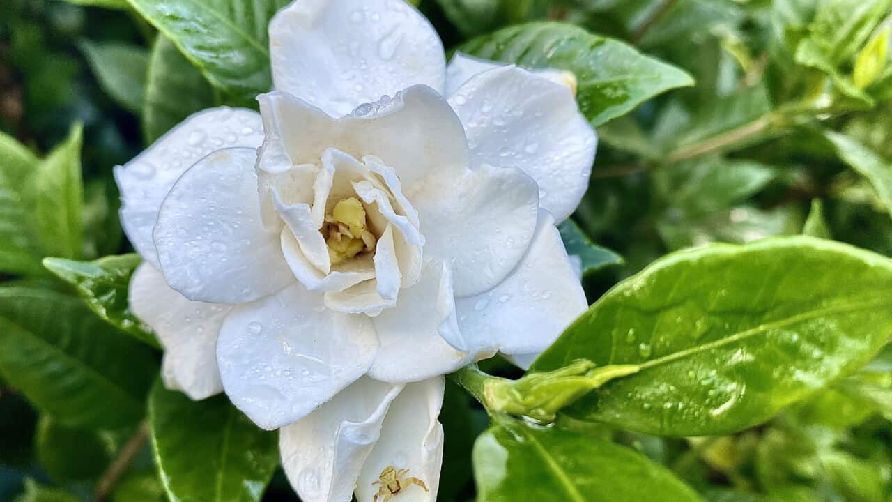 Gardenia Flower