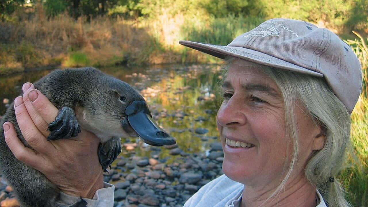 Supplied image obtained Wednesday, March 11, 2015 of conservation biologist Dr Melody Serena with a platypus near a Victorian creek. (AAP)