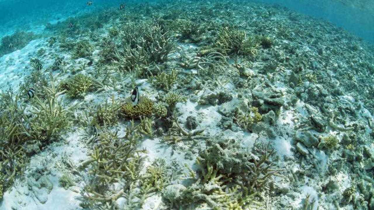 A common ingredient in sunscreen is killing coral.