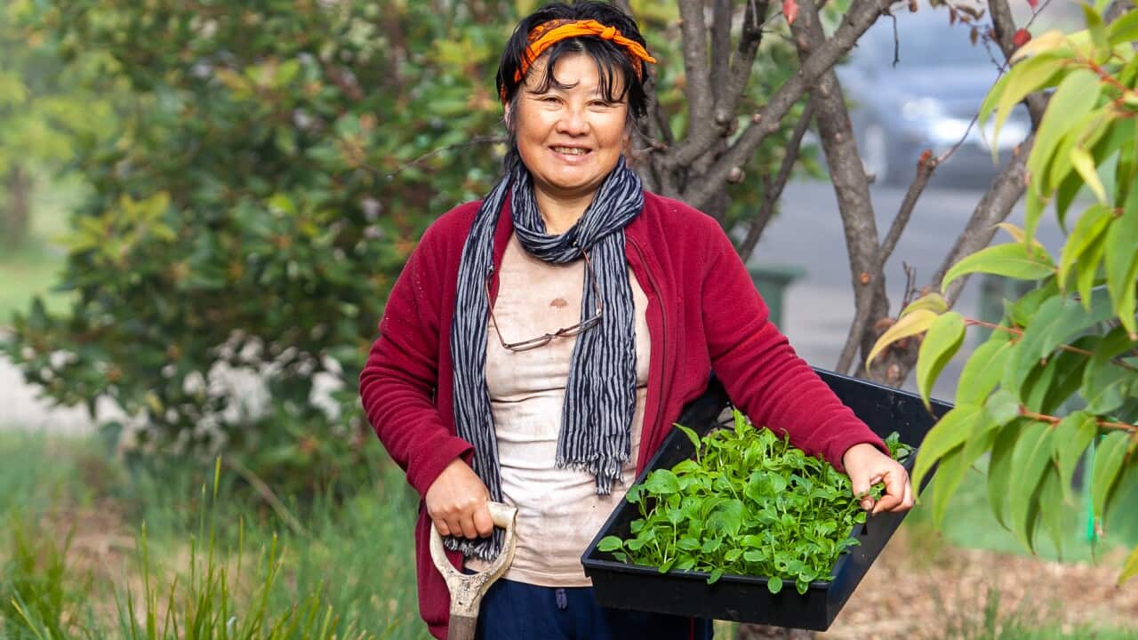 Mikoto Araki, Japanese Interpreter/NAATI Certified English to Japanese Translator