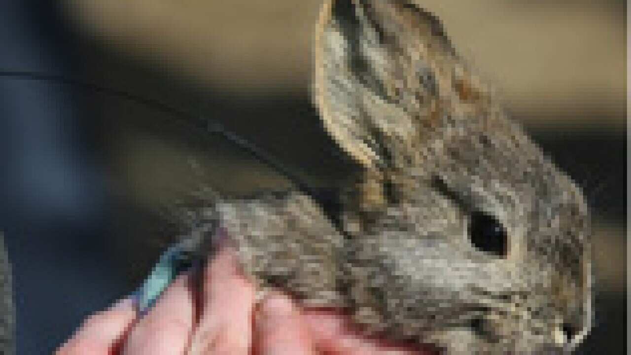 endangered_rabbits_090915_s_aap_34062545