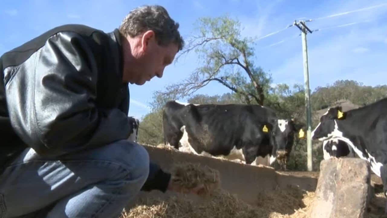 John Fairley with his dairy cows