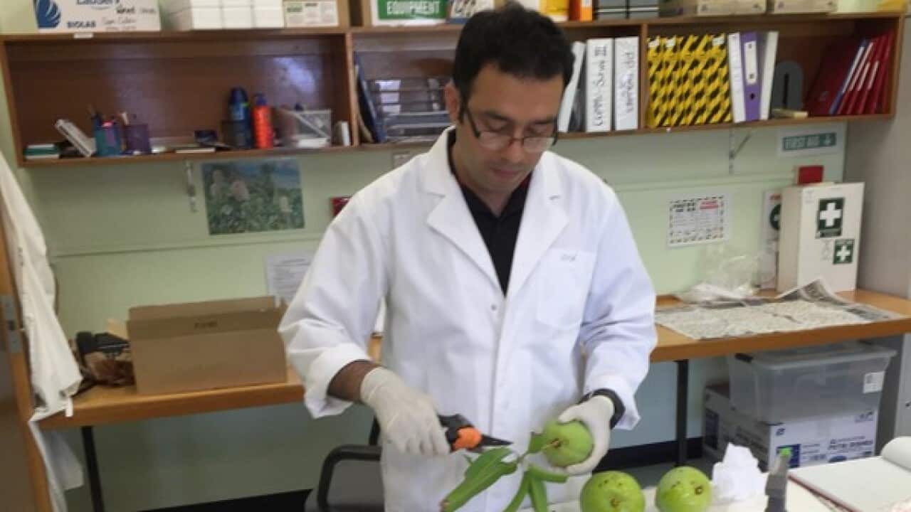 Mango RCD research