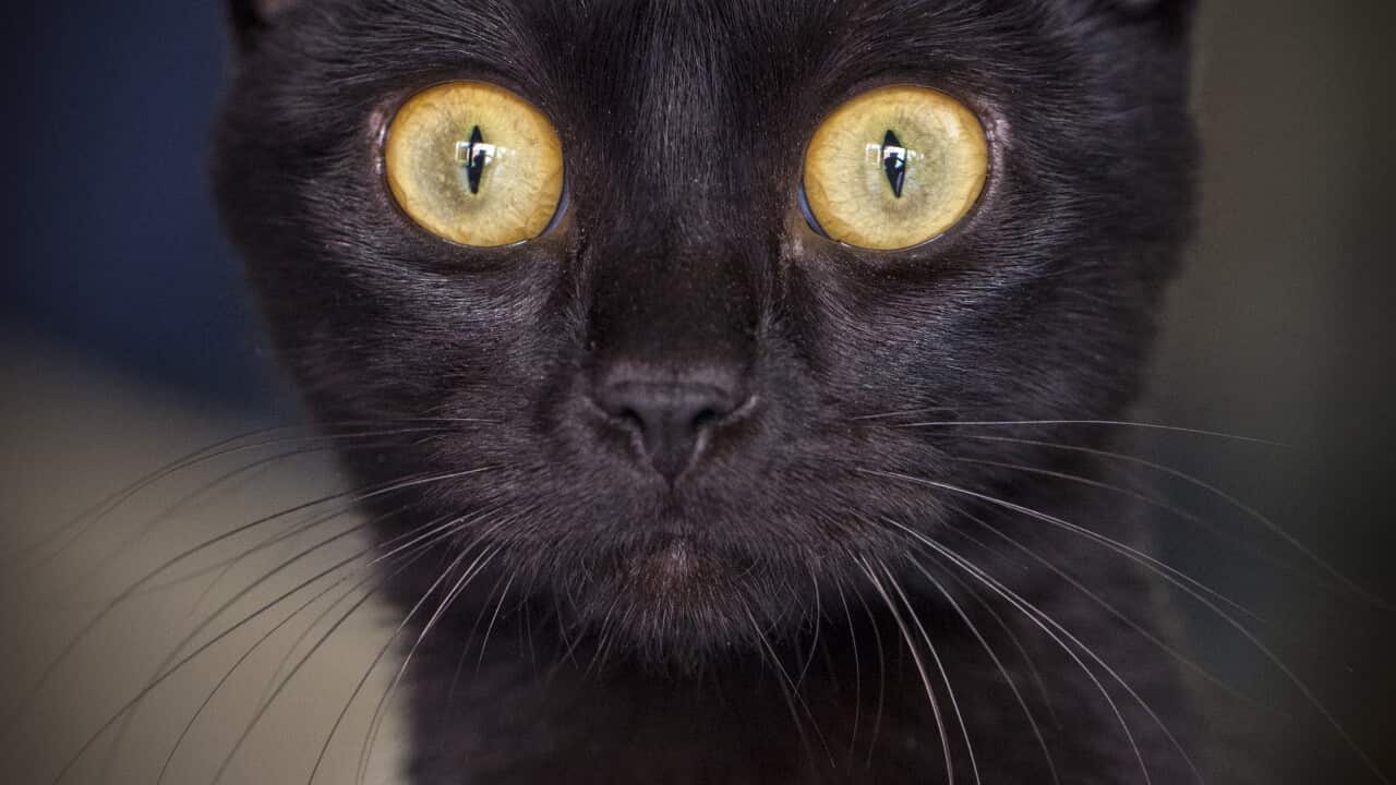 Black cats are half as likely to be adopted as other felines because they are associated with bad luck. (AAP)