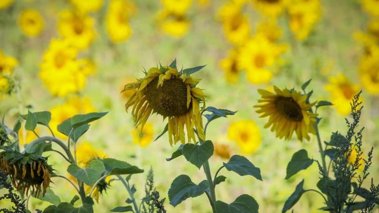 Sunflowers wilt in the heat northern Germany.