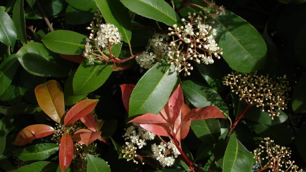 Photinia