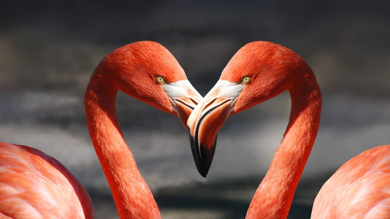 Valentine's Day is celebrated around the world on February 14.