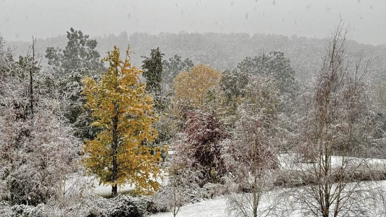 Snow falling on field of trees