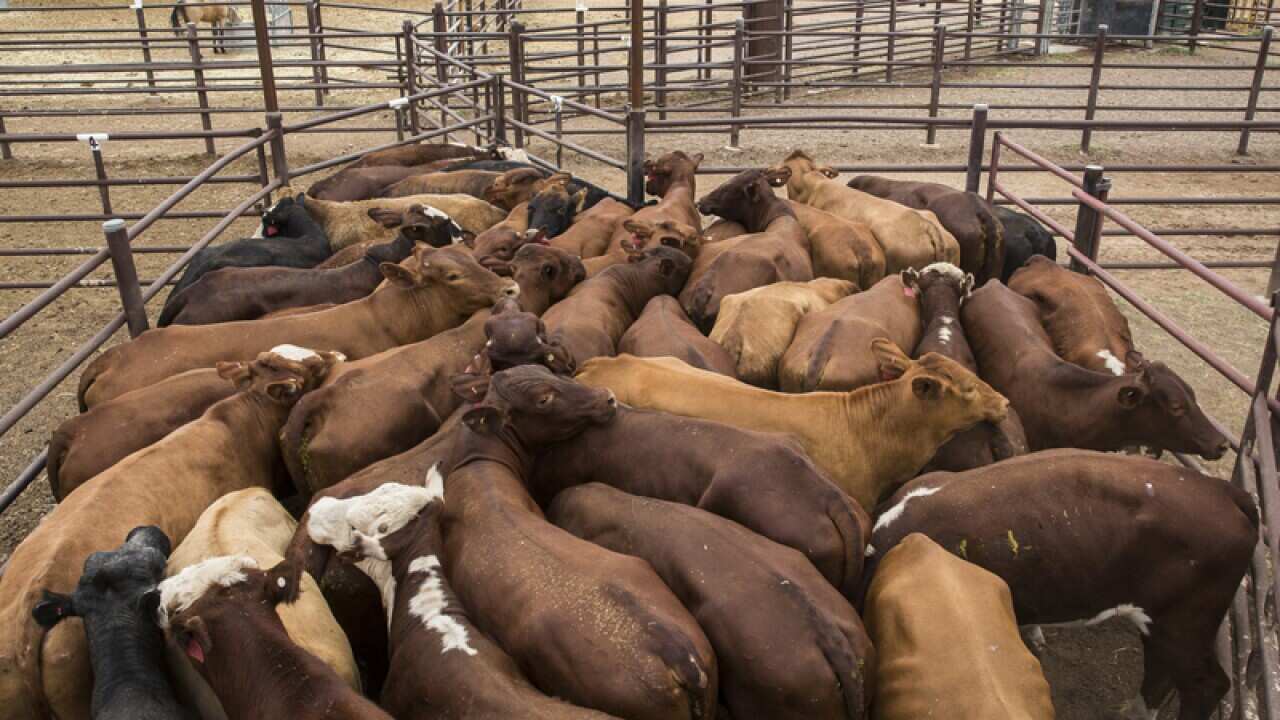 Australian cattle destined for live export