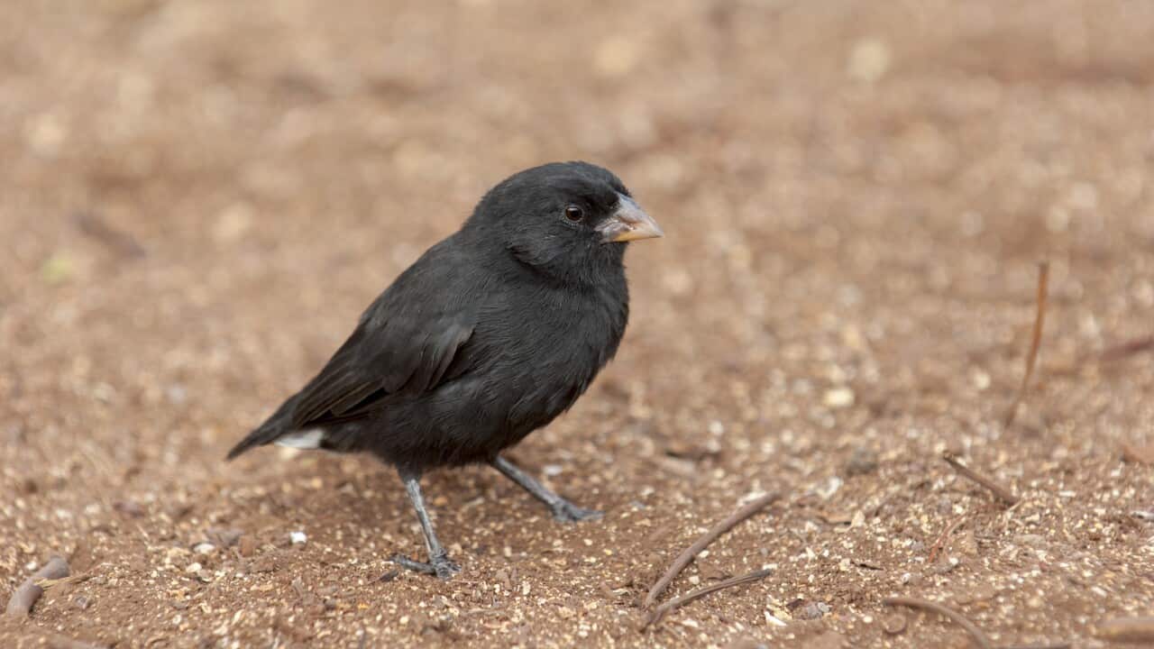 A male Darwin's finch on Santa Cruz Island in the Galapagos Islands, Ecuador (