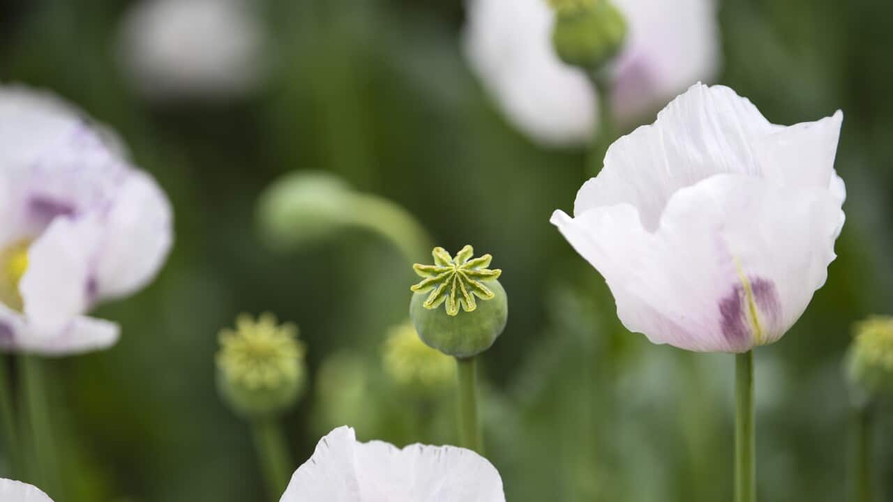 TASMANIA POPPY FEATURE