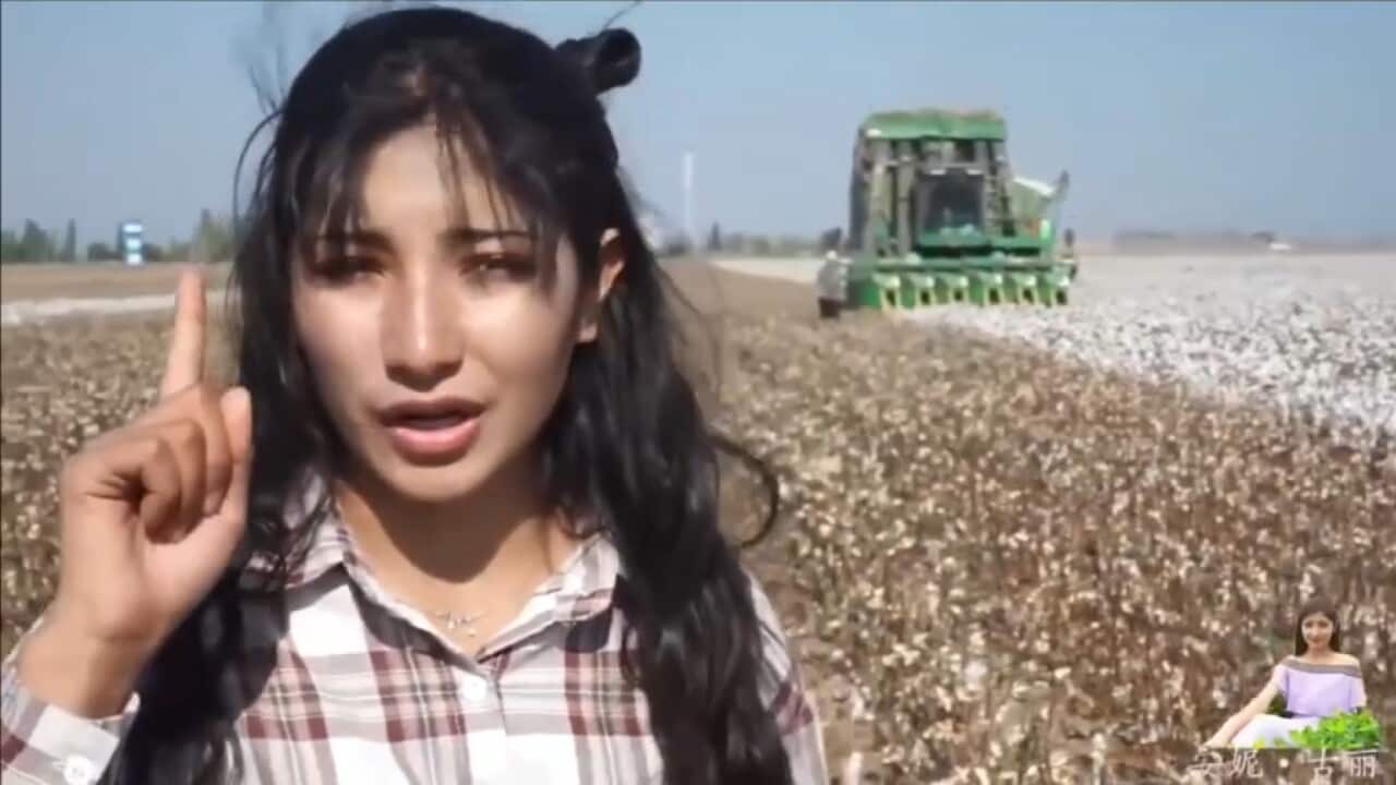 A social media influencer presenting an idyllic picture of cotton production in Xinjiang (YouTube).jpg