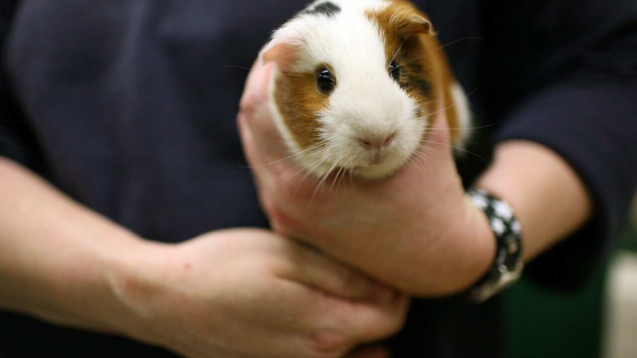 A person holding a guinea pig in their hand.