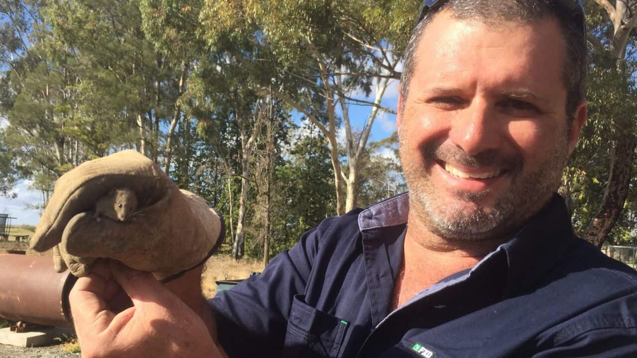 Griffith rice farmer Robert Andreazza with a mouse.
