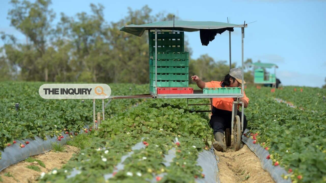 The Inquiry-Farm report HEADER (1).jpg