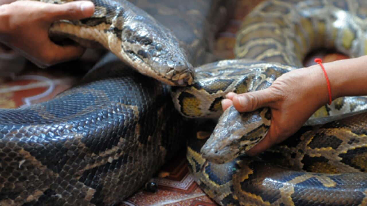 python_wedding_110104_B_getty_88134216