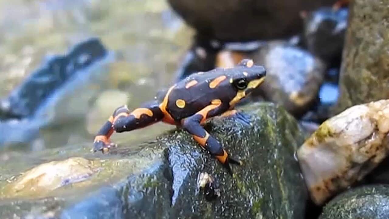 The harlequin frog (Atelopus varius) a species highly endangered by fungus.