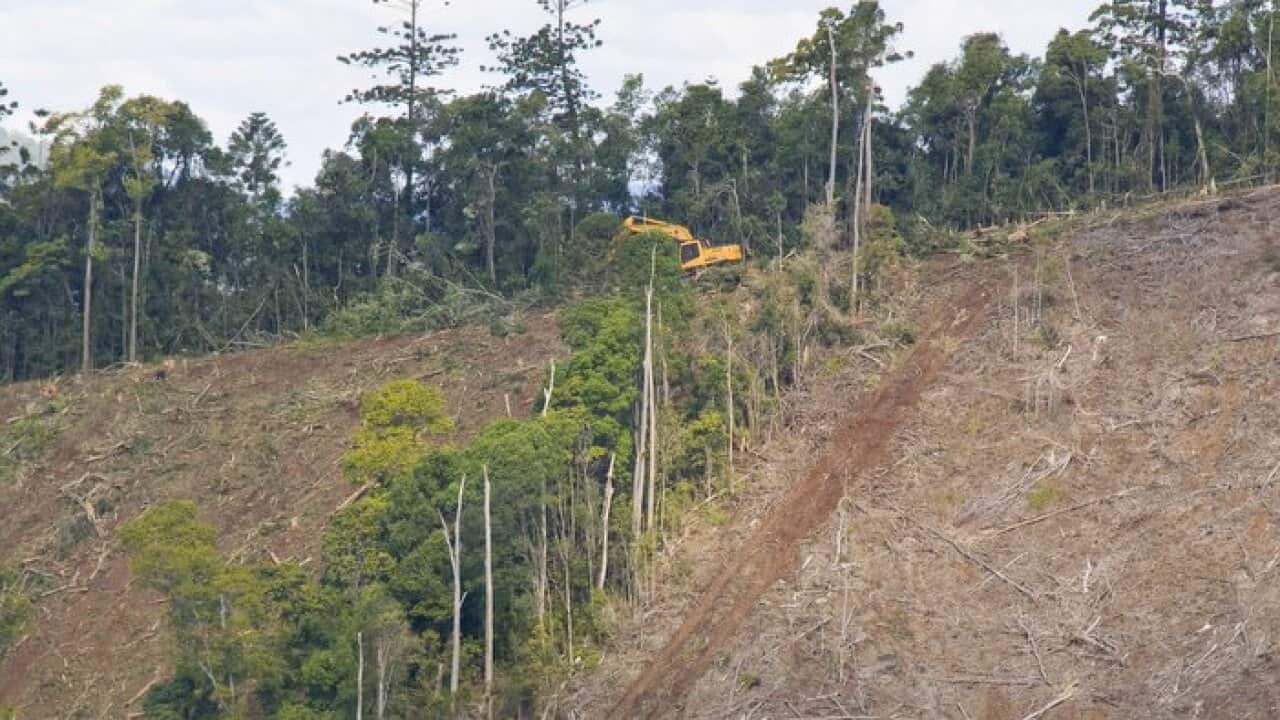 Trees cleared in Yabba Stae Forest