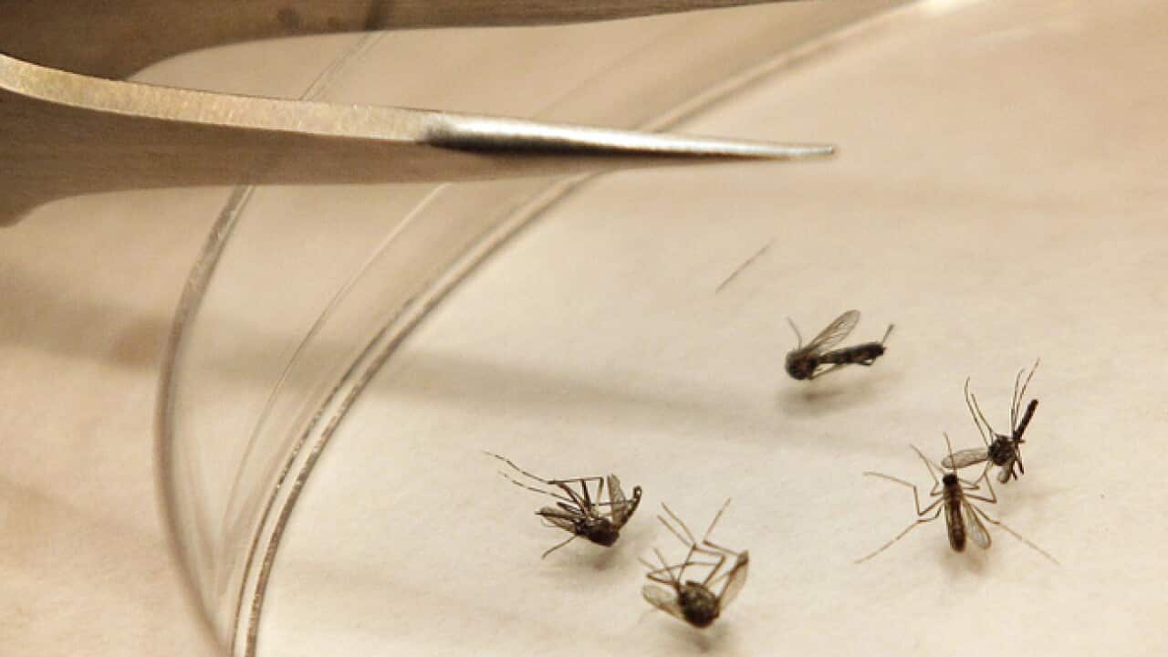 west_nile_virus_120818_aap_b_1036832308