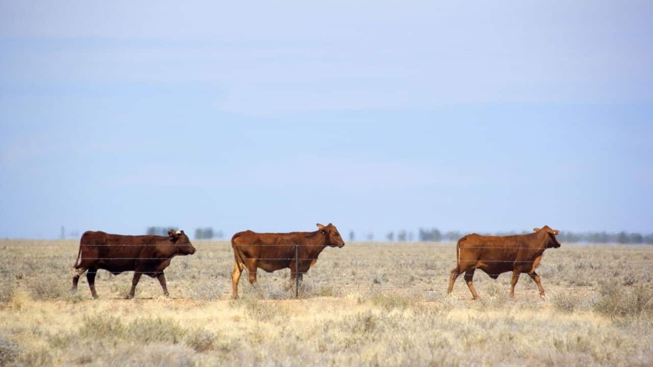 File photo of cattle on a totally dried out pasture in the Channel country in the outback