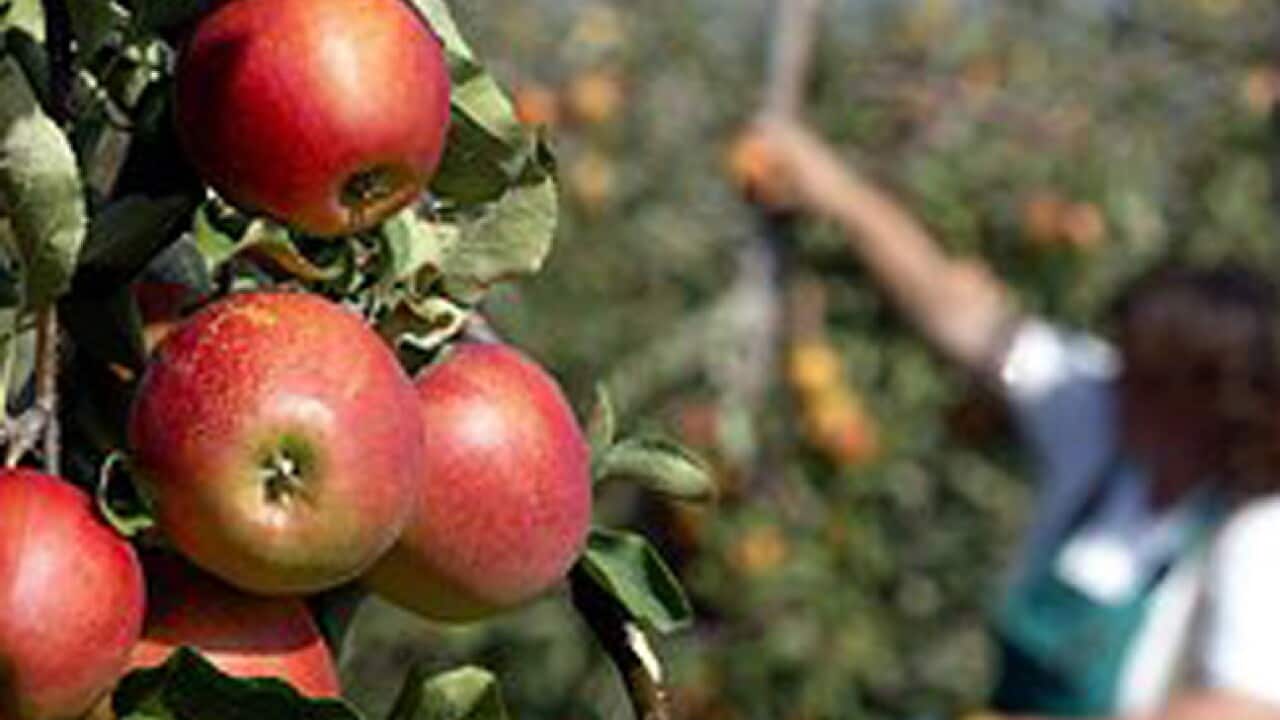 fruitpicking_apples_110525_B_AFP_1698023008
