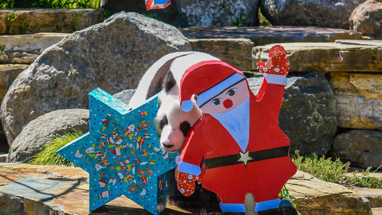 A panda receives festive treats at the Adelaide Zoo in Adelaide.