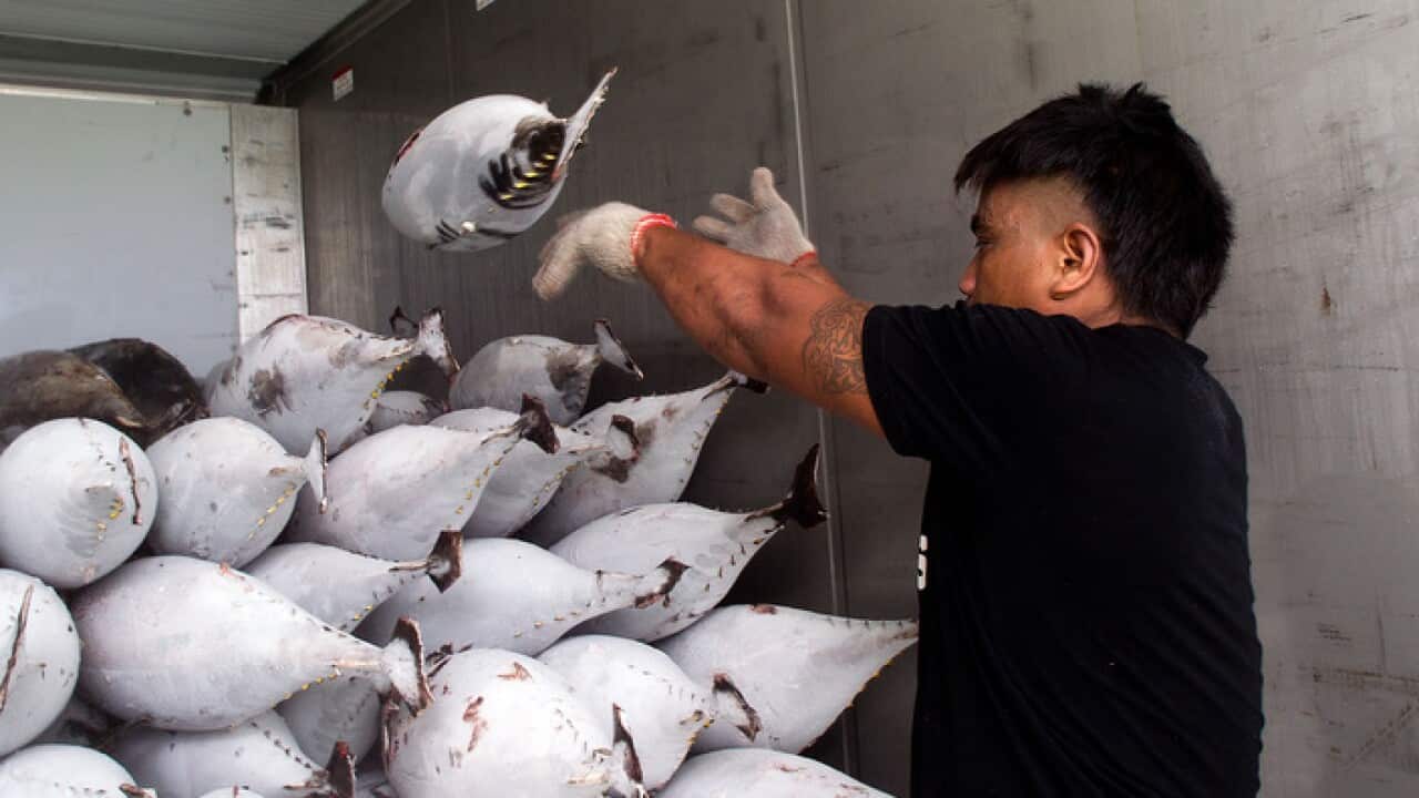 A Cook Island worker handles yellow fin tuna