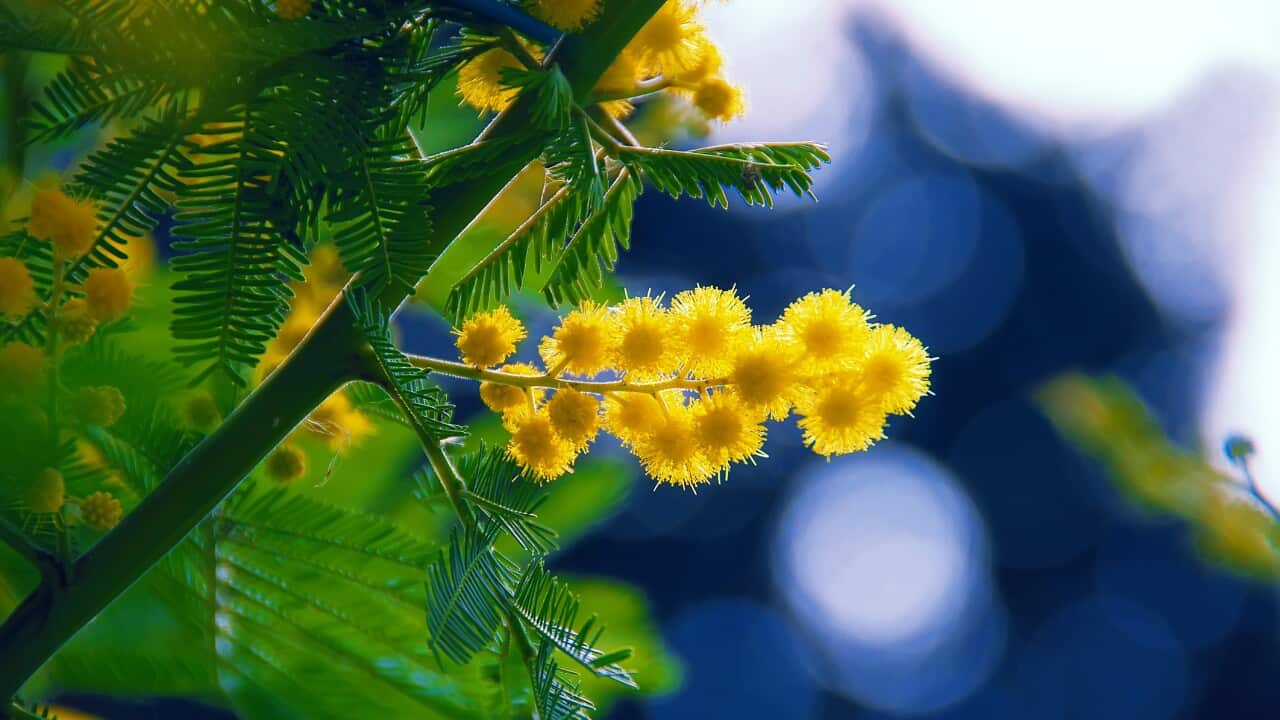 Mimosa, Acacia dealbata with the sky as background