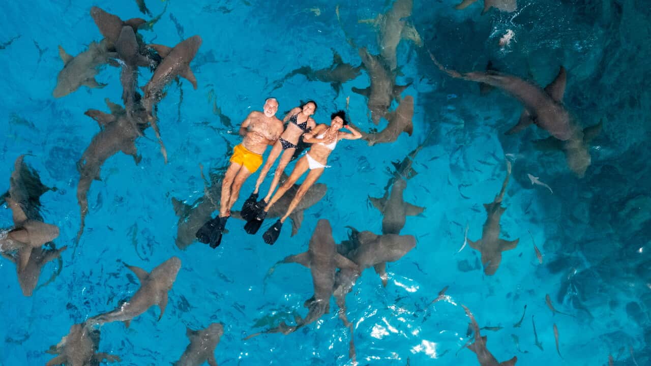 Family portrait floating on water against school of sharks