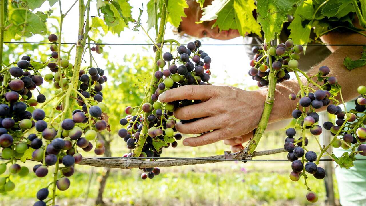 Wine making