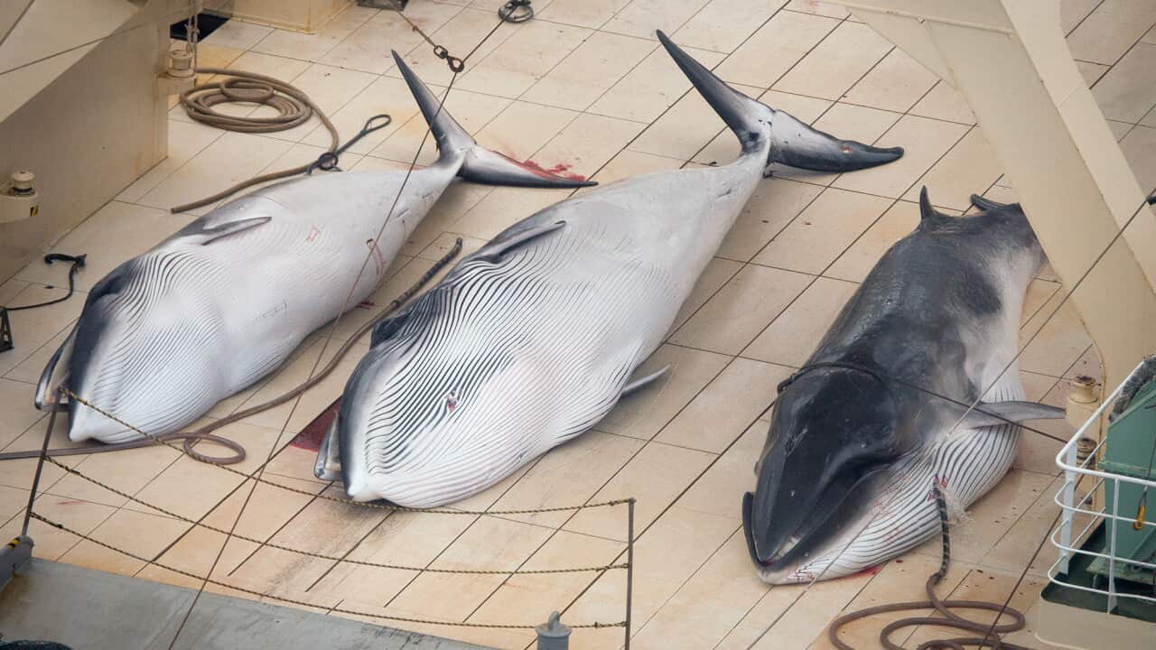 Sea Shepherd says this photograph shows three dead, protected Minke Whales on the deck of a Japanese ship in the Southern Ocean - AAP-1.jpg