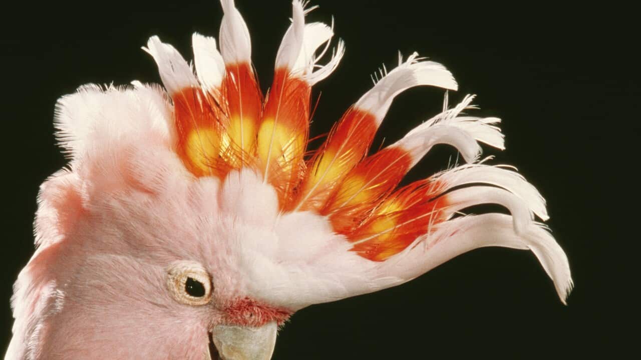 Major Mitchell's COCKATOO (Cacatua leadbeateri leadbeateri)