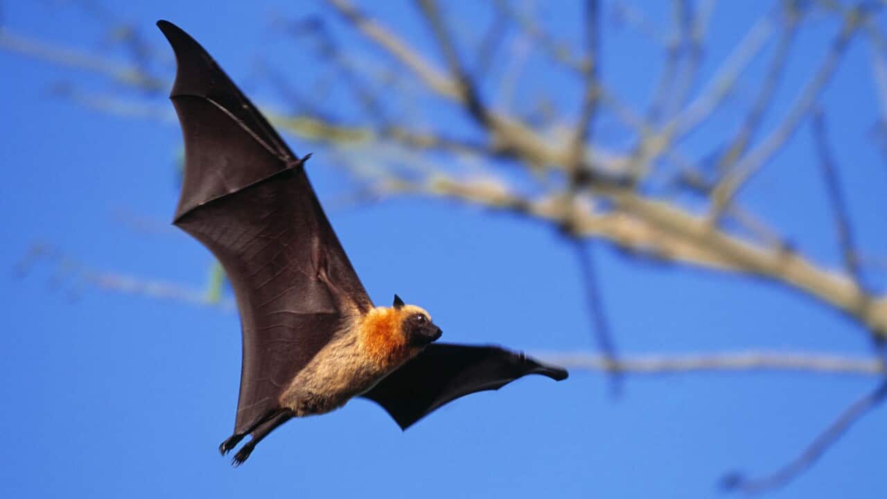 FLYING FOX - in flight with tree behind
