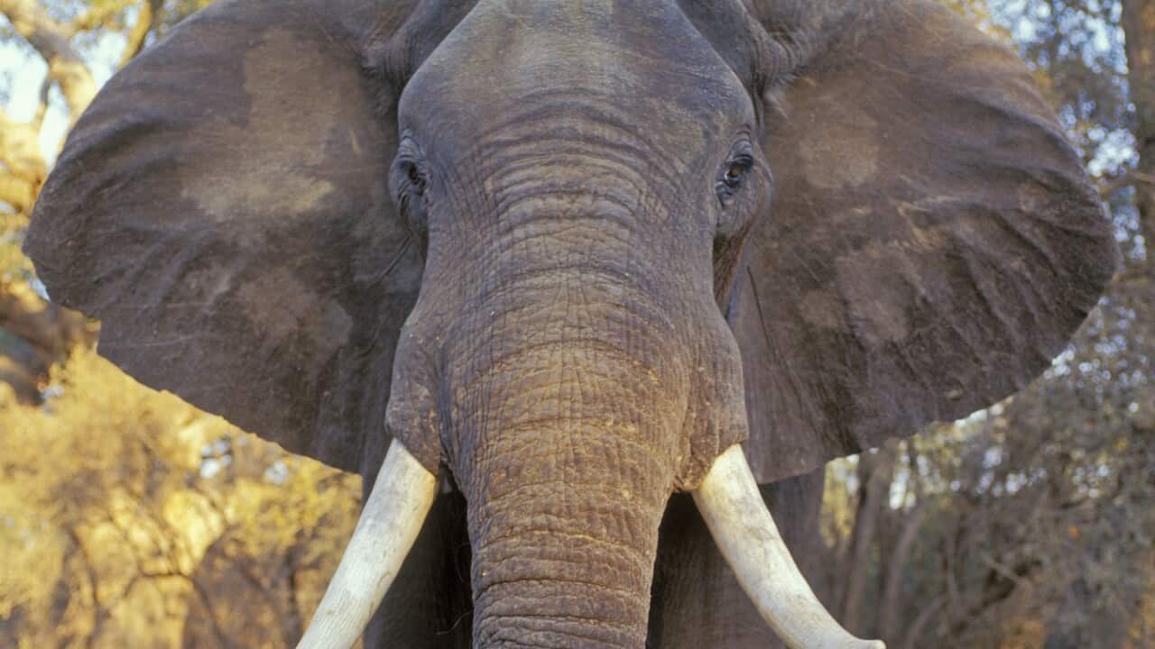 An African elephant.