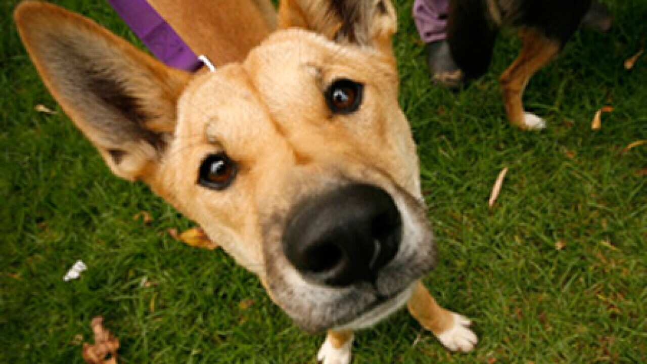 dog_nose_L_1803_190542309