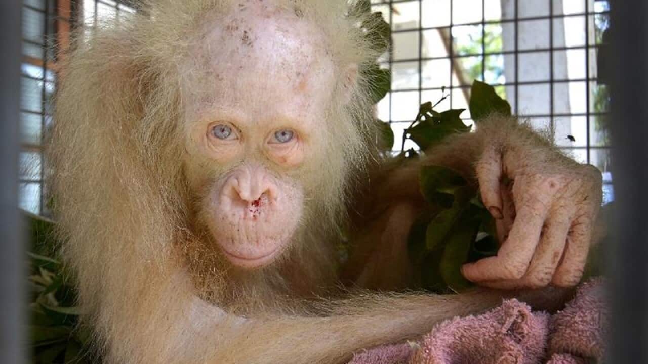 Alba, the world's only albino orangutan