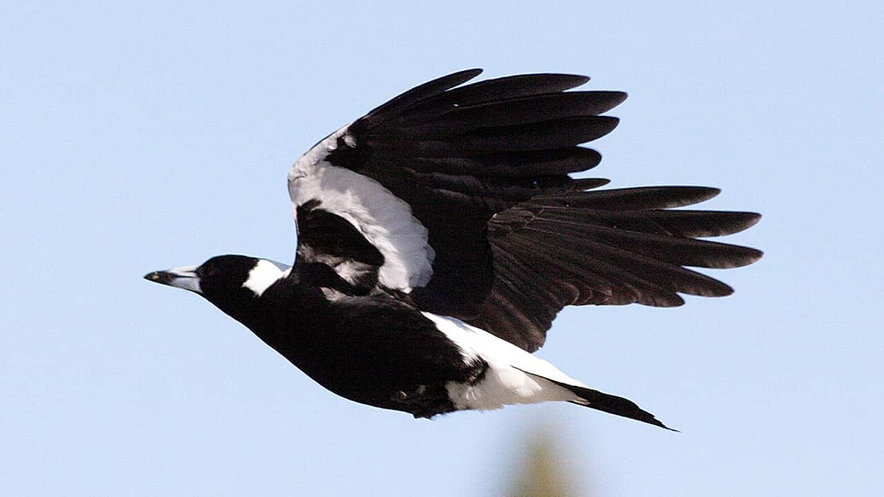 Magpies are most prone to swooping during the August to October period.