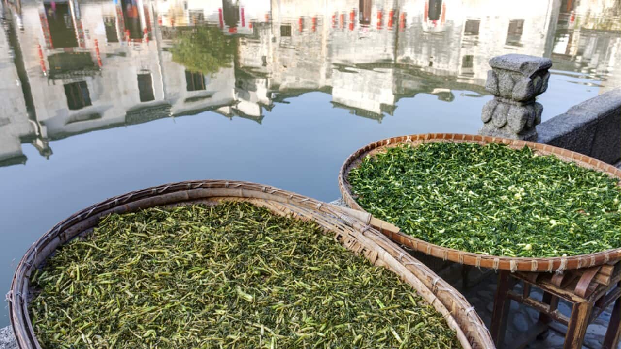 Foraged herbs drying in the sun in Anhui province