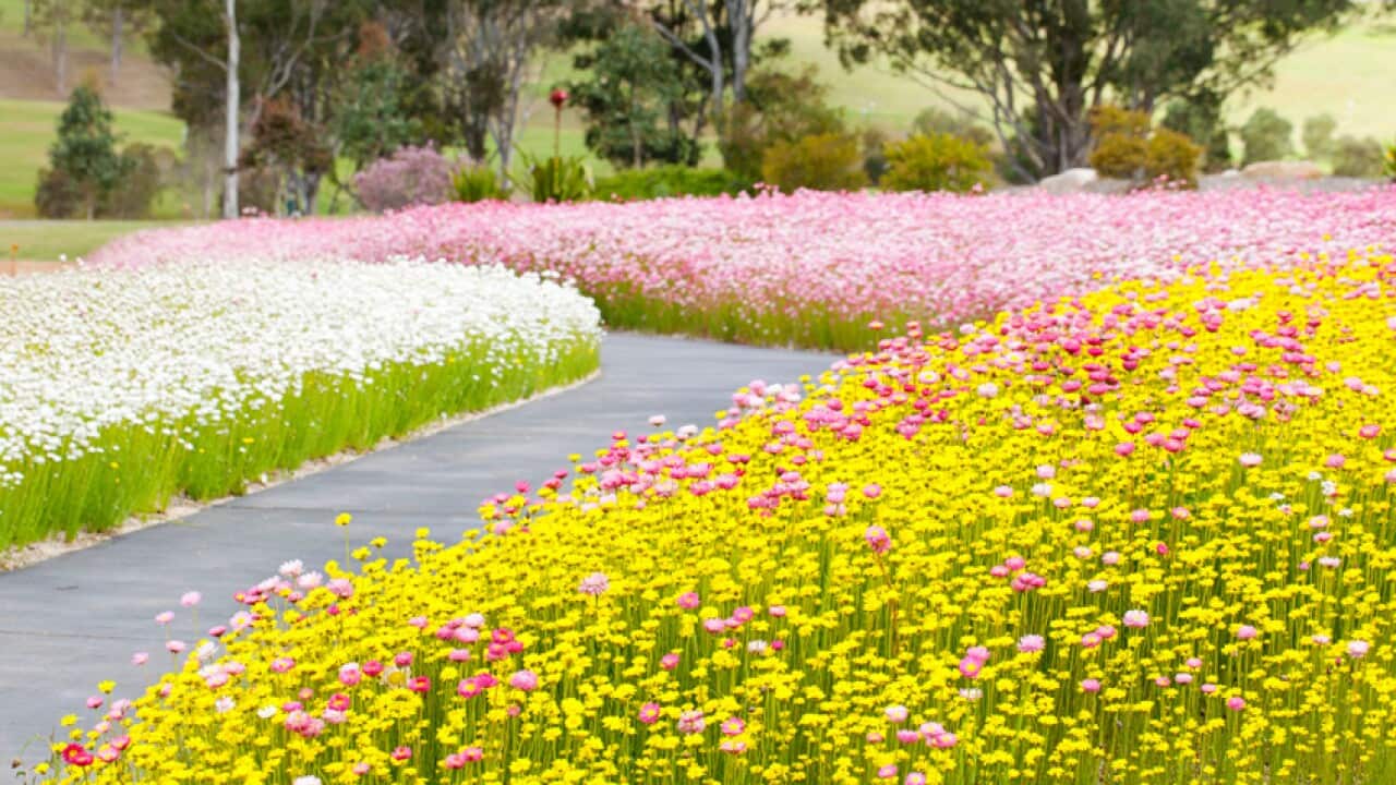Western Australia Paper Daisies