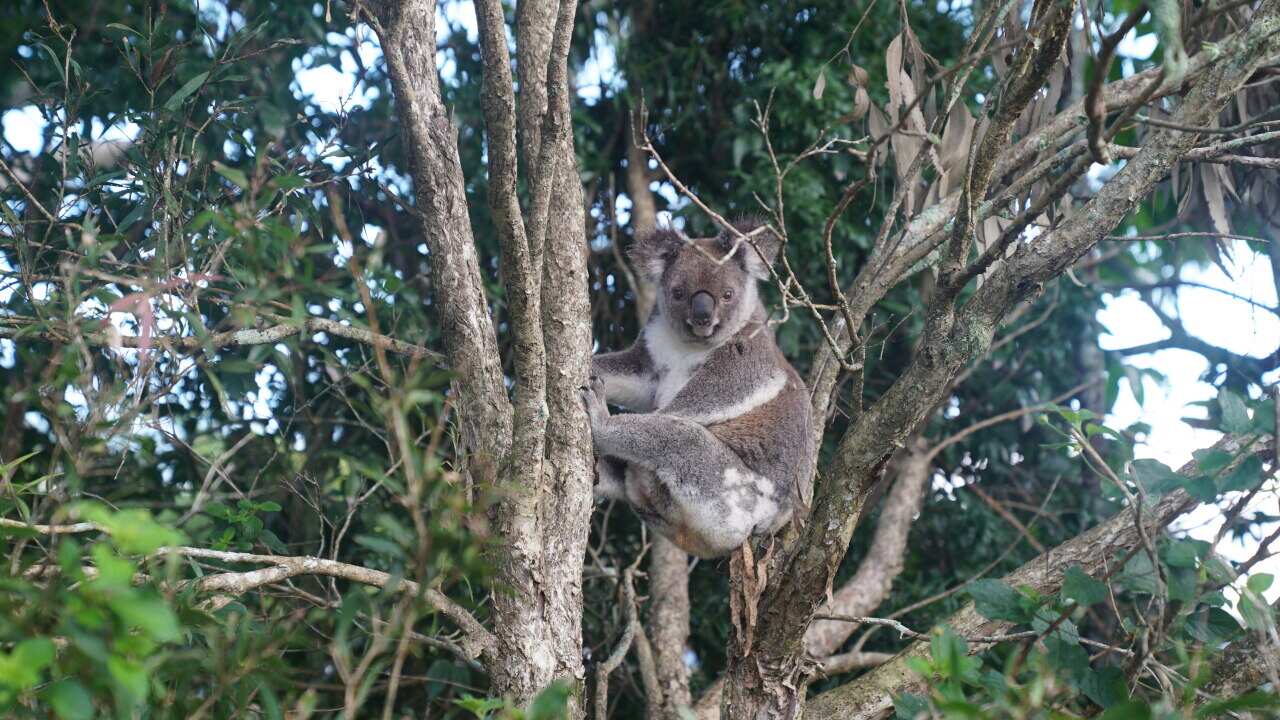 A koala in Swan Bay, New South Wales. More than 60,000 koalas were likely impacted by last summer's bushfires.