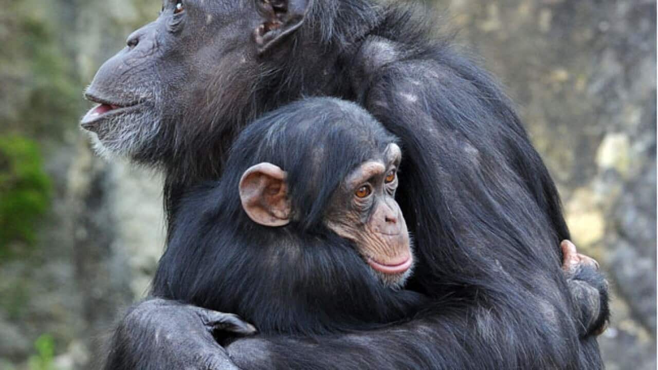 chimpanzee_b_111208_getty_354202829