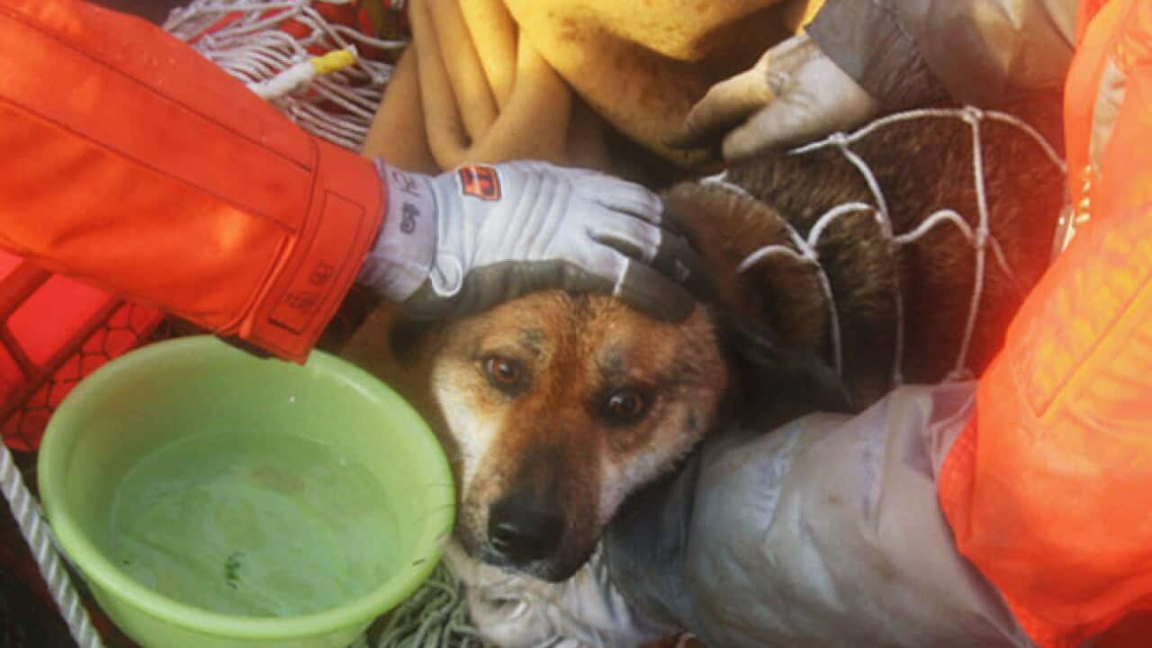 japan_tsunami-dog_020411_B_AAP_249506618