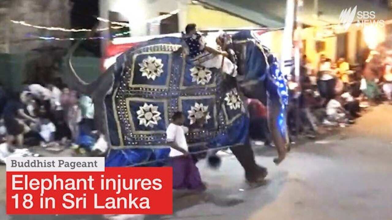 Elephant Sri Lanka
